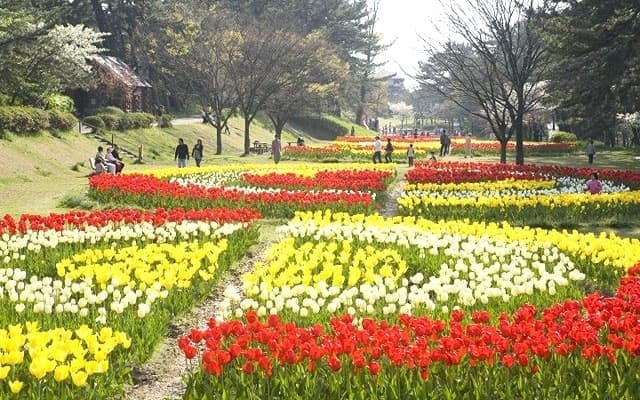 チューリップ公園