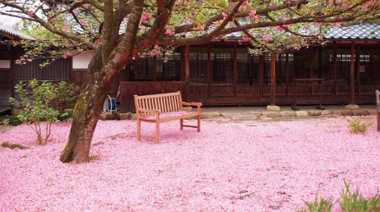 春の桜