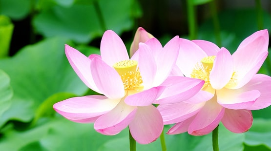初夏の蓮